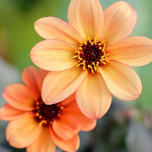 Sandra Yang Photo 16