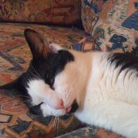 Dexter Matthews Photo 9