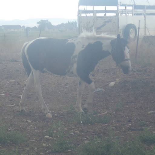 Terry Bridges Photo 18