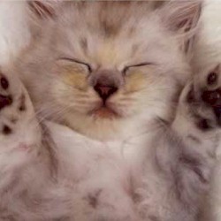 Tabitha White Photo 37