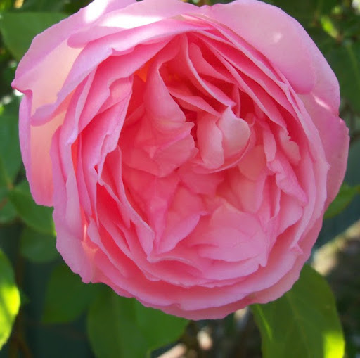 Helen Newman Photo 17