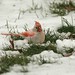 David Cardinal Photo 16