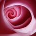 Rose Cory Photo 10