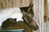 Marie Murphy Photo 7