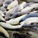 Sandra Seals Photo 9