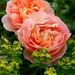 Heather Rose Photo 13