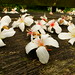 Tung Cheng Photo 9