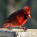 Patty Cardinal Photo 5