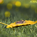 Alvin Sharp Photo 21