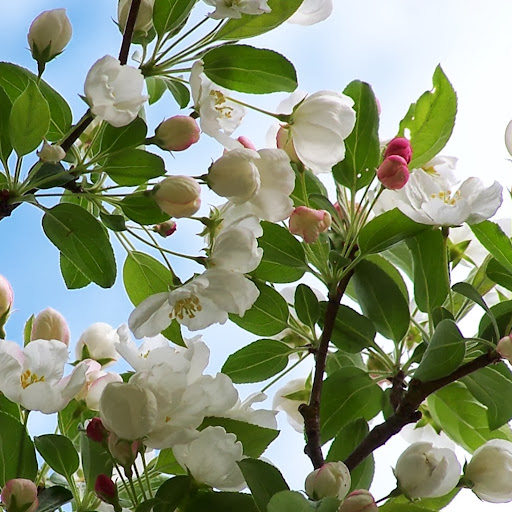 Anne Dickinson Photo 22