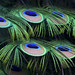 William Peacock Photo 24