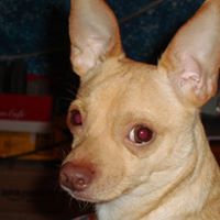 Rudolph Jenkins Photo 3