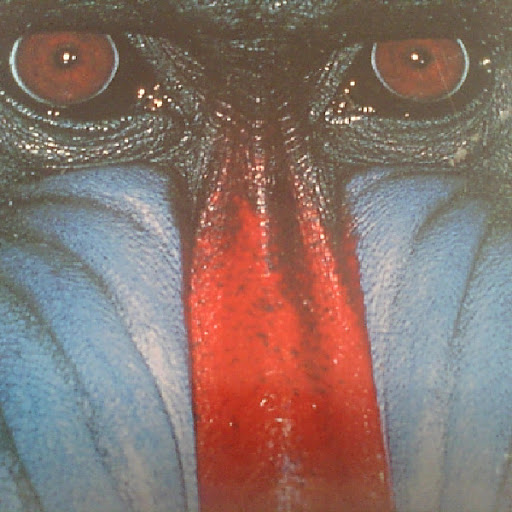 Thomas Dunlop Photo 12