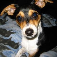 Debra Mcdonald Photo 6