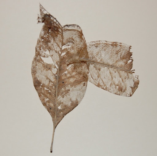 Robert Haack Photo 27