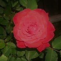Christine Douglas Photo 26