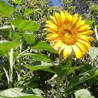 Suzanne Foster Photo 23