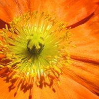 Elizabeth Fair Photo 34