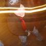Annette Acevedo Photo 8