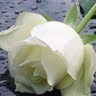 Judith Smiley Photo 15