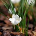 Joann Bloom Photo 17