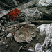 Daniel Rabinowitz Photo 24