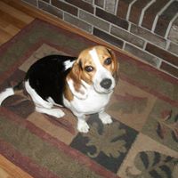 Loretta Harding Photo 12