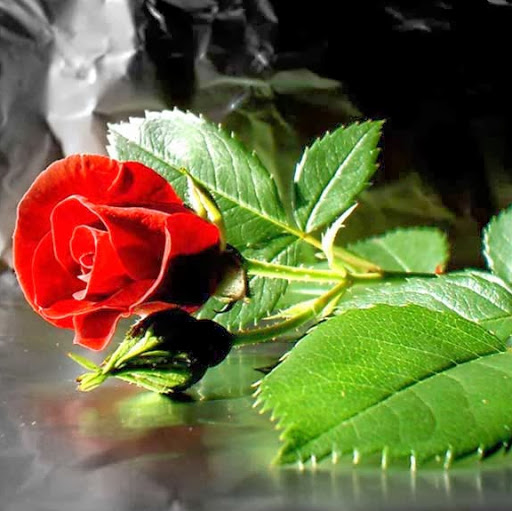 Rajesh Dhiman Photo 20