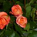 Rose Cory Photo 8