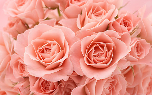 Debra Burgess Photo 30