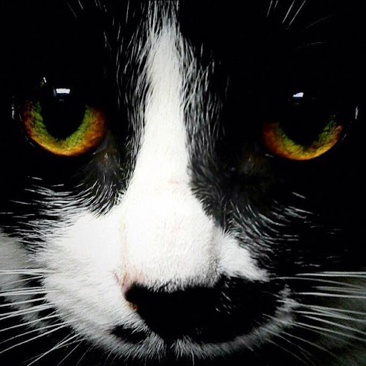 Javier Juarez Photo 47