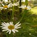 Marsha Weis Photo 6