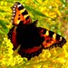 Sheila Nettles Photo 16