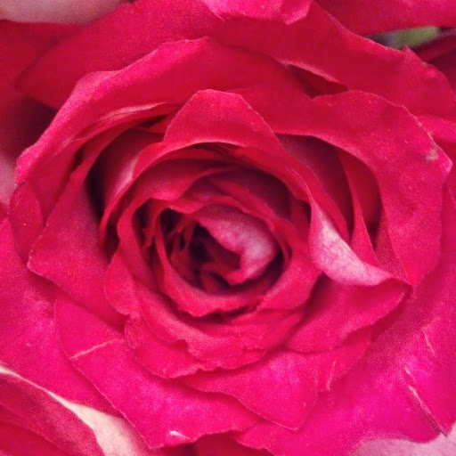 Susan Murphy Photo 25