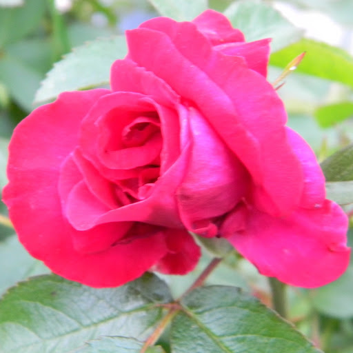 Julia Harris Photo 29