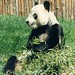 Bing Zhu Photo 19
