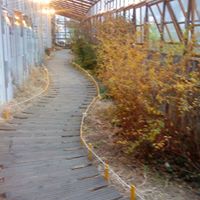 Rachel Ching Photo 9