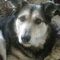 Robin Coker Photo 37