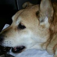 Dawn Mccarthy Photo 18