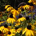 Susan Billings Photo 15