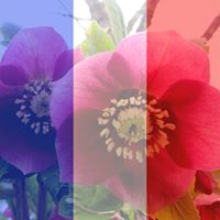 Jeanette Craig Photo 10