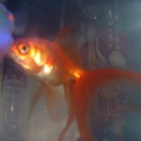 Stacy Bacon Photo 18