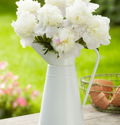 Shirley Alston Photo 8