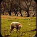 Patricia Lamb Photo 17