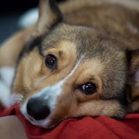 Robert Gates Photo 48 Robert Gates Photo 48