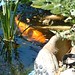 Debbie Fish Photo 17