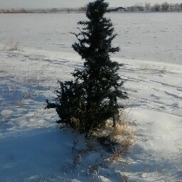 Cynthia Solberg Photo 9