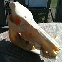 Jeff Newman Photo 38 Jeff Newman Photo 38