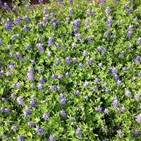 Kathleen Guidry Photo 11