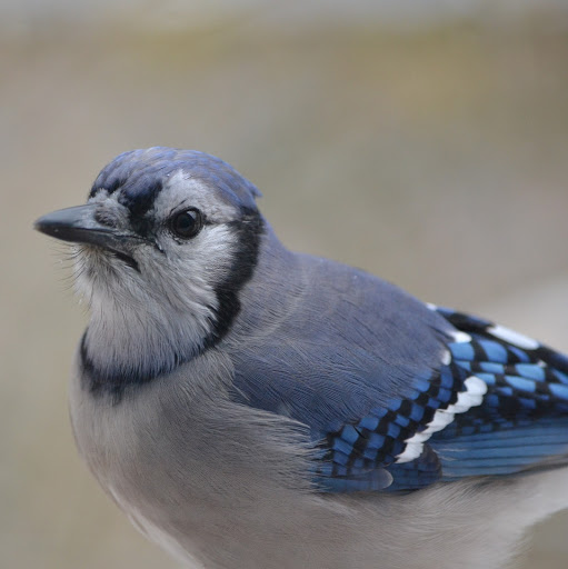 John Kropp Photo 28
